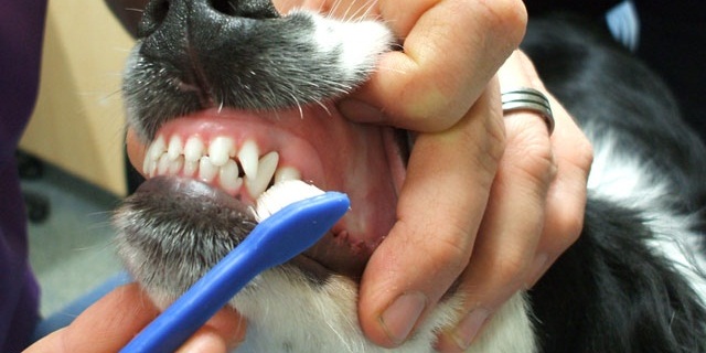 dog teeth brushing